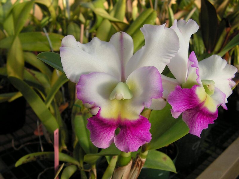 white and purple orchid flowers