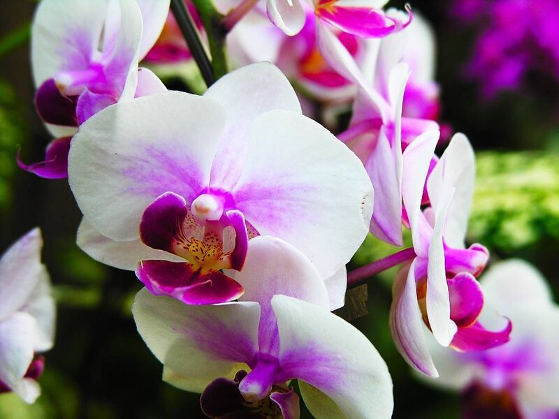 White and purple orchid flowers