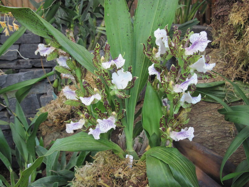 White and Purple Orchid — Green