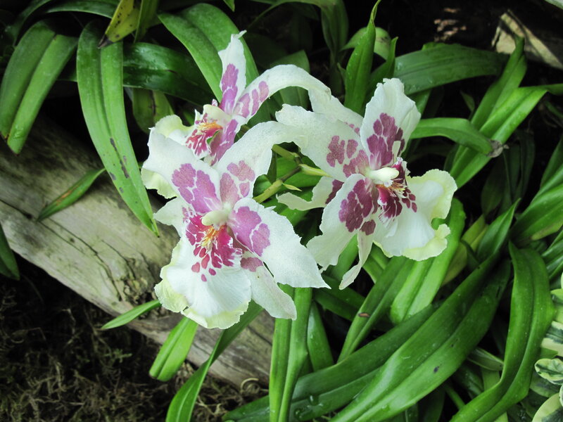 White and Purple Orchid — Natural