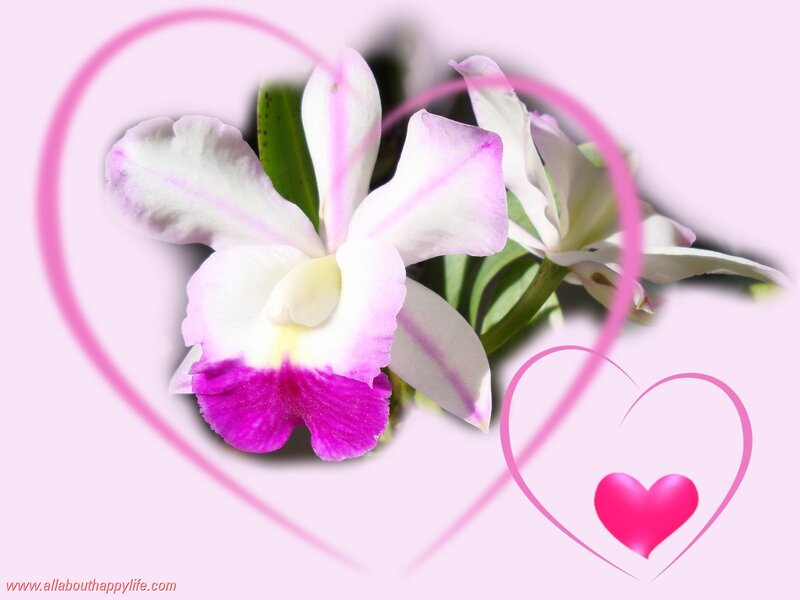 White and Purple Orchid — Pink