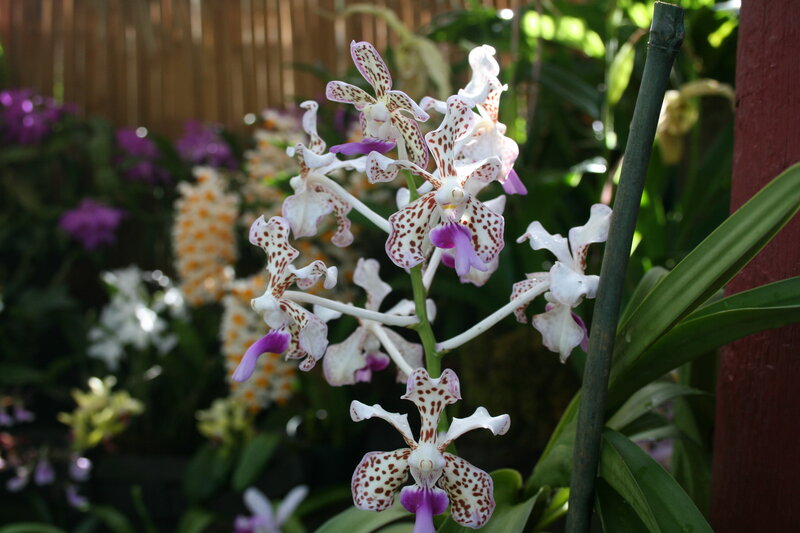 White and Purple Orchid — Serene, Afternoon