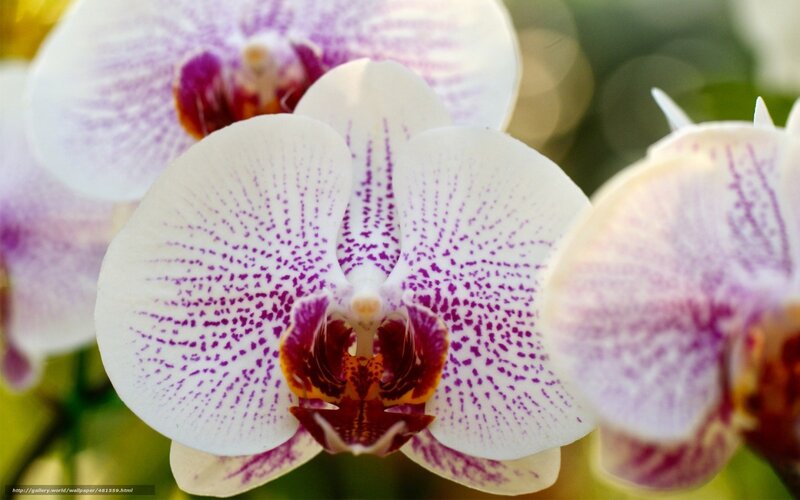 White and Purple Orchid — Serene, Photograph, Flower, Petals