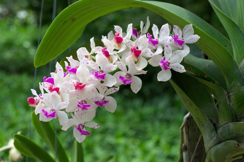White and Purple Orchid — Serene, Photograph