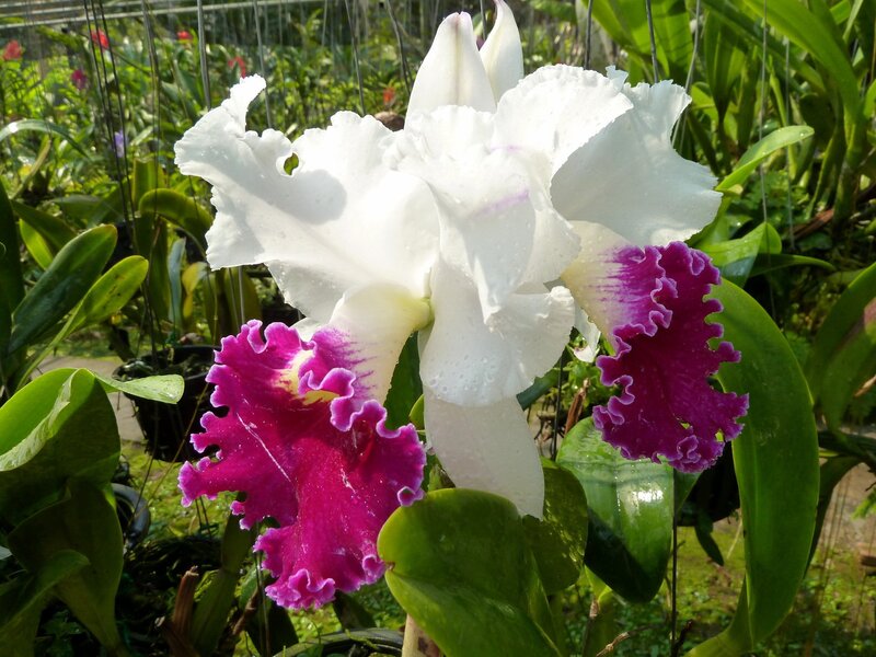 White and Purple Orchid — Serene