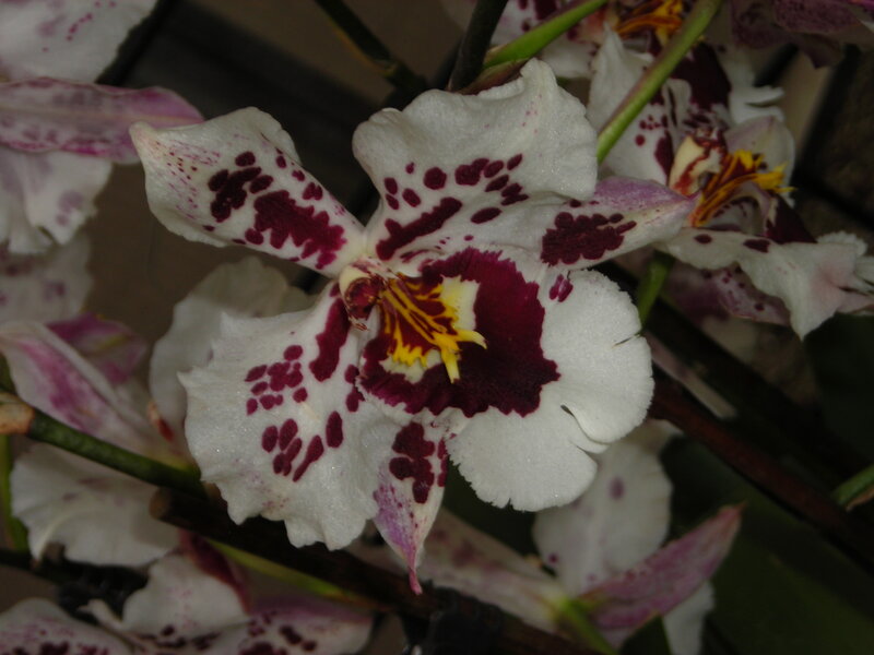 White and Purple Orchid