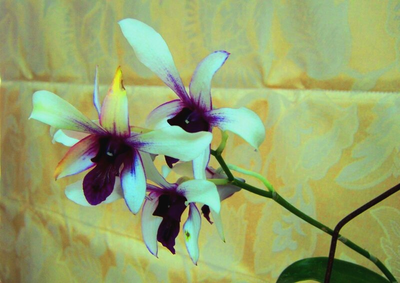 White and Purple Orchid — Yellow