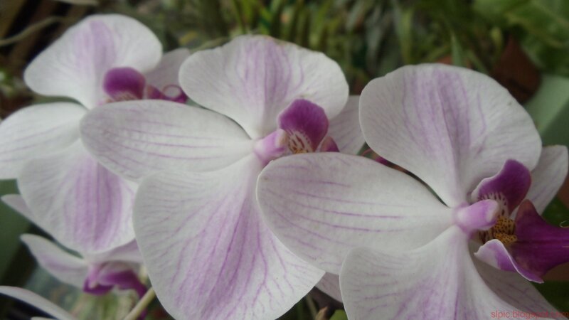 white and purple orchids