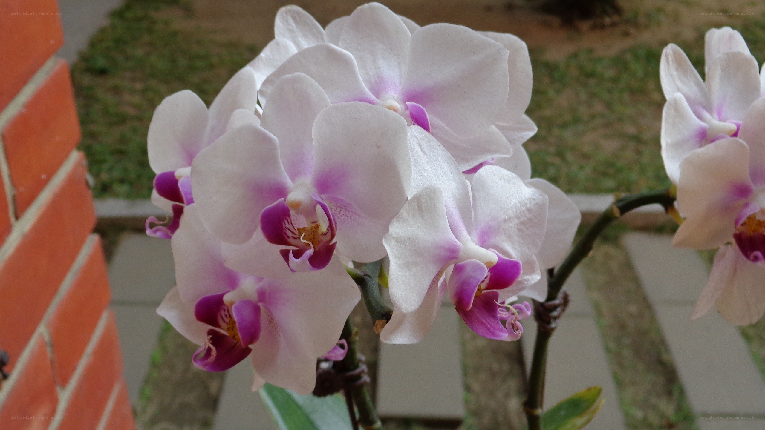 white and purple orchids