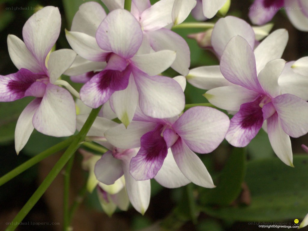 white and purple orchids