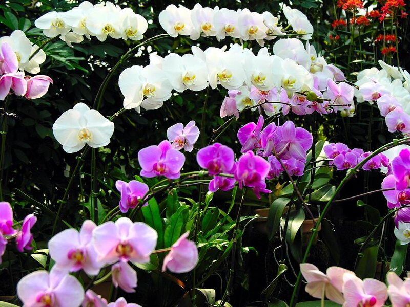 White and Purple Orchids — Calm, Afternoon