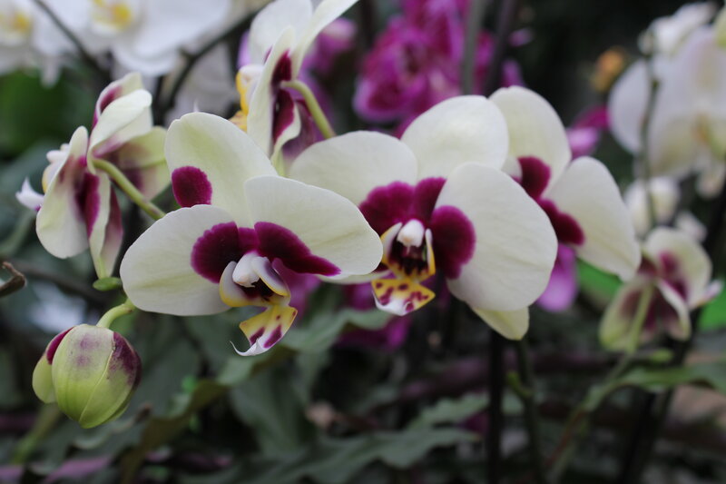 White and Purple Orchids — Calm, Photograph, Buds