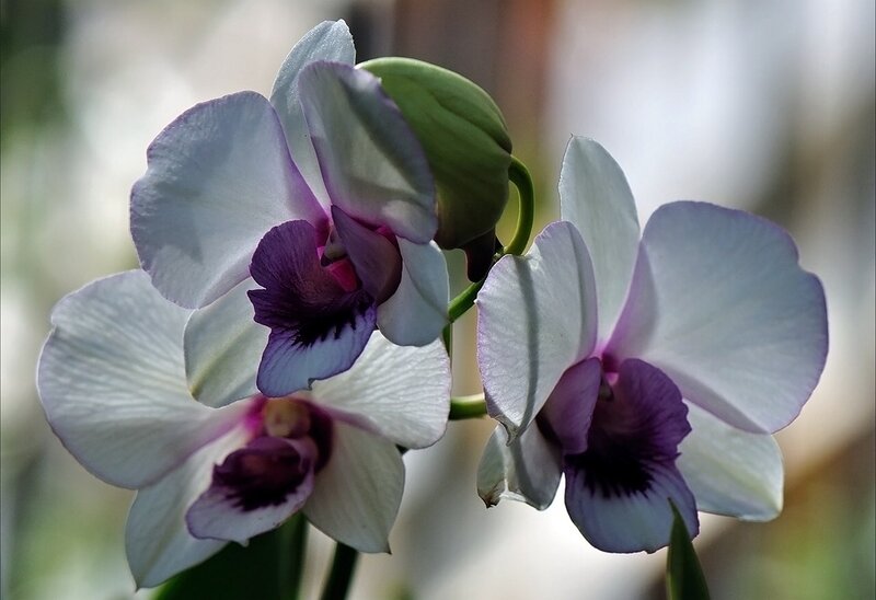 White and Purple Orchids — Calm, Photograph, Flower