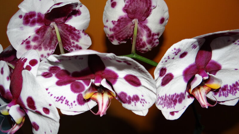 White and Purple Orchids — Calm, Photograph, Flowers, Green Stems