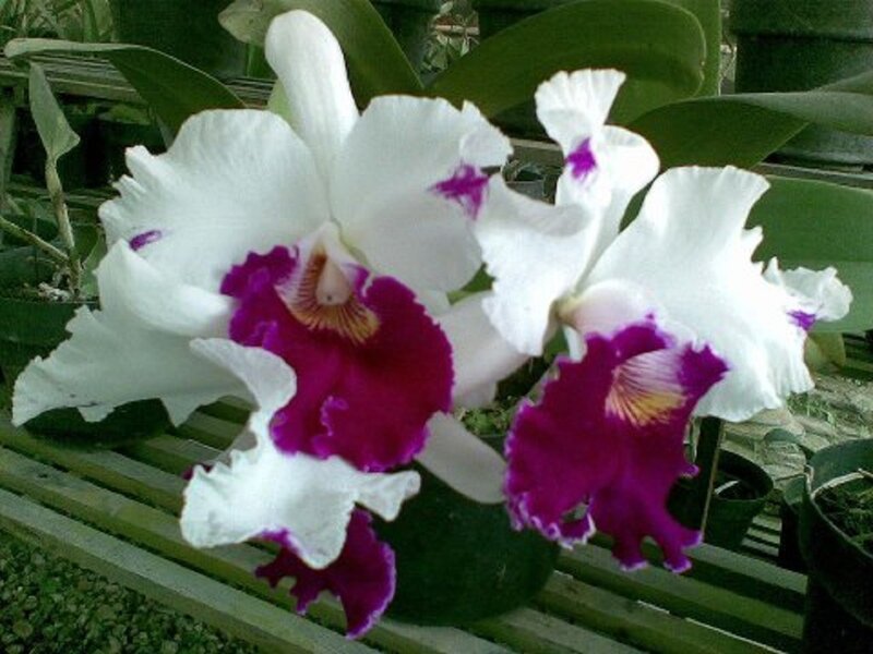 White and Purple Orchids — Calm, Photograph, Flowers, Leaves, Pots