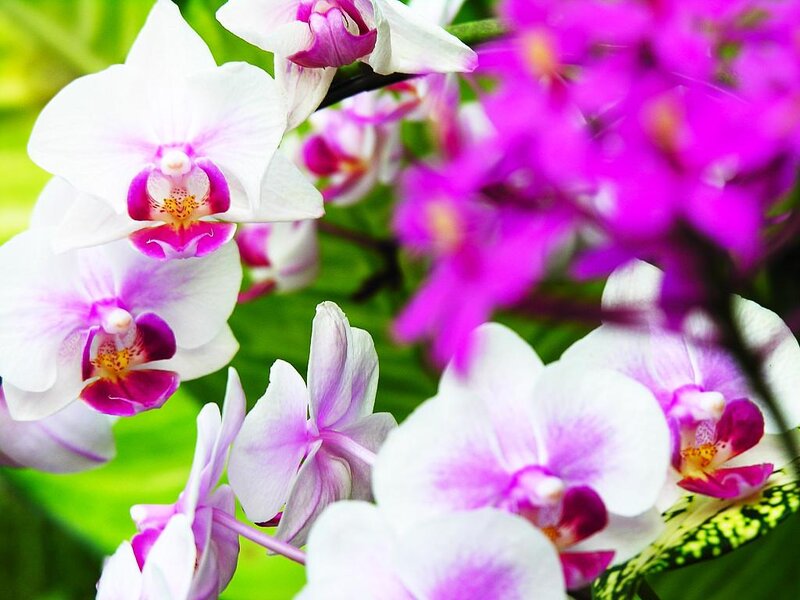 White and Purple Orchids — Calm, Photograph, Flowers, Leaves