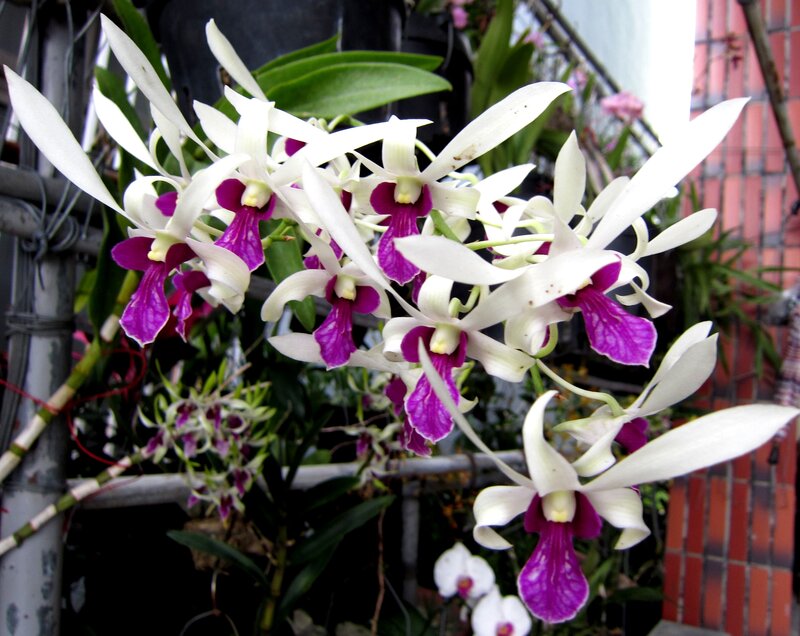 White and Purple Orchids — Calm, Photograph, Green Leaves