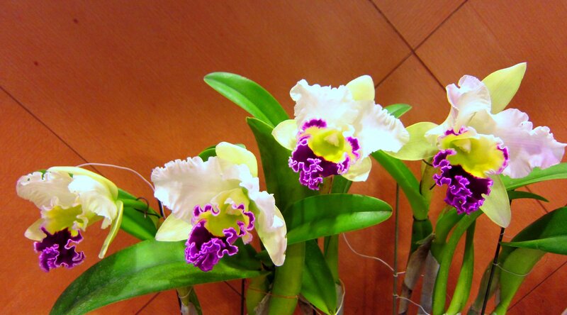 White and Purple Orchids — Calm, Photograph