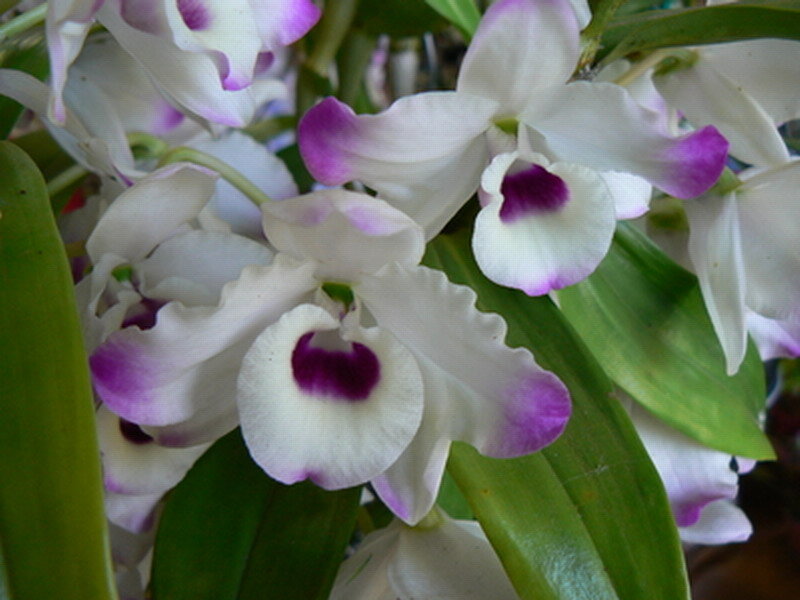 White and Purple Orchids — Calm