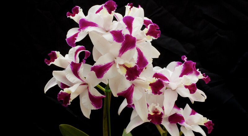 White and Purple Orchids — Dramatic, Photograph, Flowers, Stem