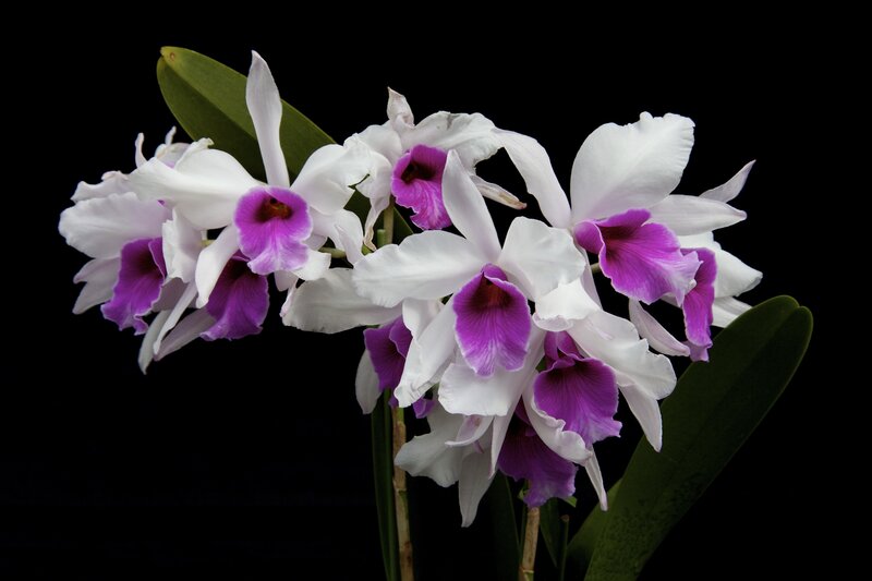 White and Purple Orchids — Dramatic, Photograph, Flowers