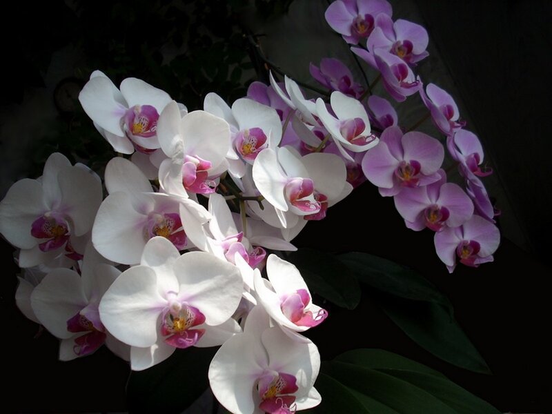 White and Purple Orchids — Dramatic, Photograph