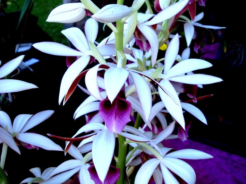 White and Purple Orchids — Dramatic