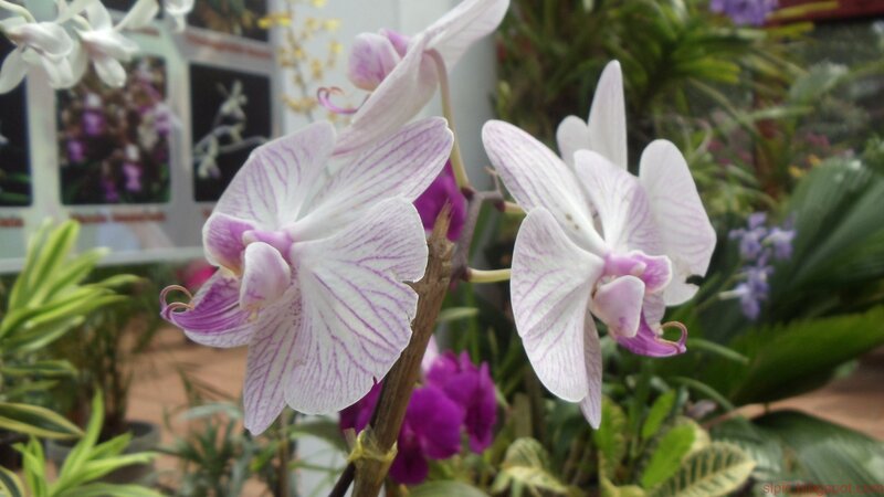 White and purple orchids in bloom
