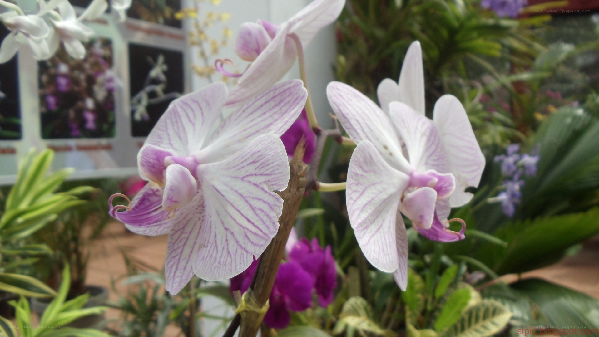 White and purple orchids in bloom