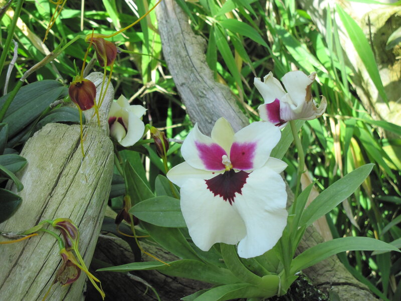 White and Purple Orchids — Natural, Afternoon