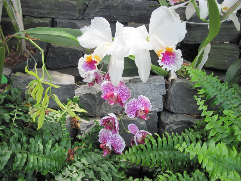 White and Purple Orchids — Natural