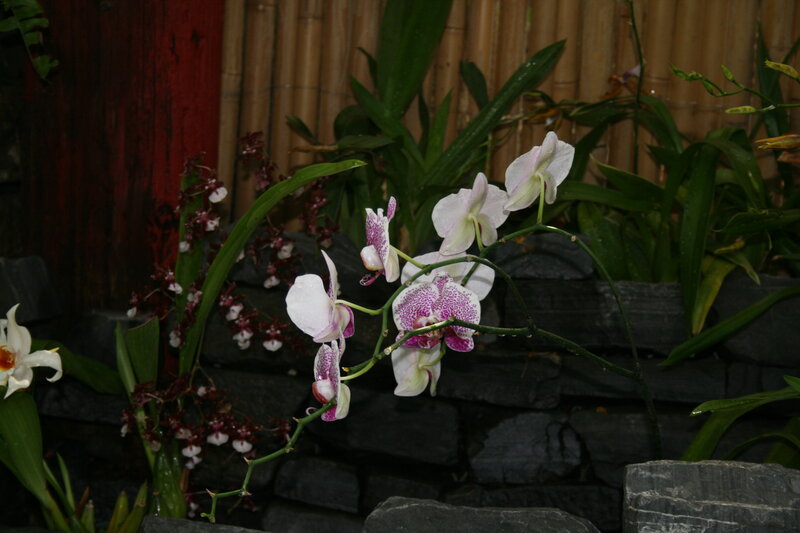 White and Purple Orchids — Serene, Photograph, Green Leaves