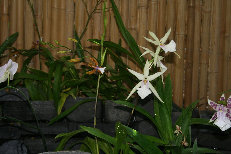 White and Purple Orchids — Serene, Photograph