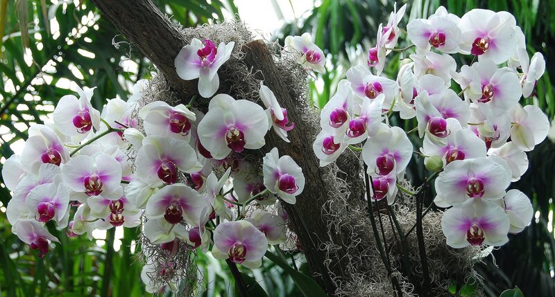 White and Purple Orchids — Serene, Photograph, Tree Branch