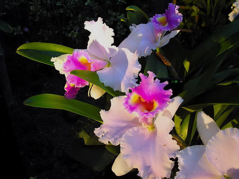 White and Purple Orchids — Serene, Sunset