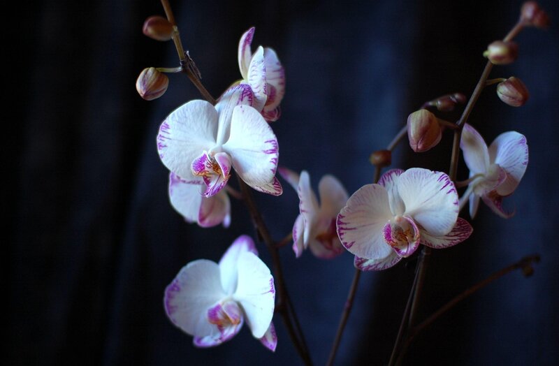 White and purple orchids