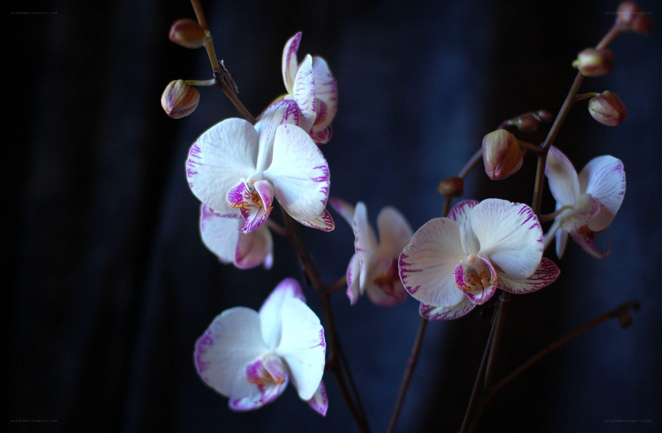 White and purple orchids