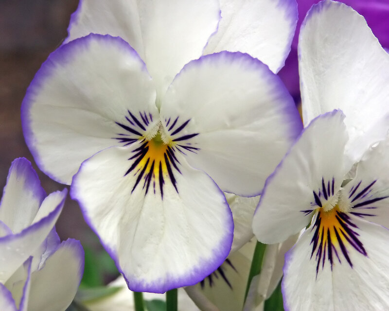 White and Purple Pansies — Calm, Spring