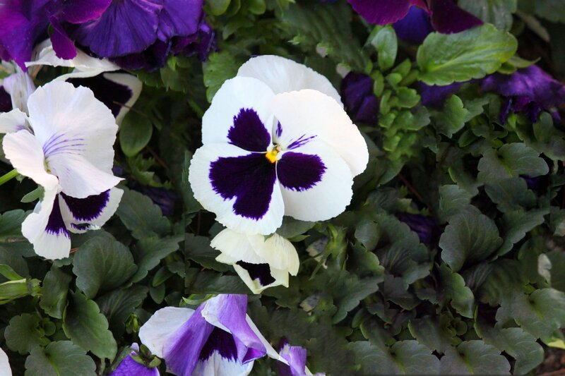 White and Purple Pansies — Calm