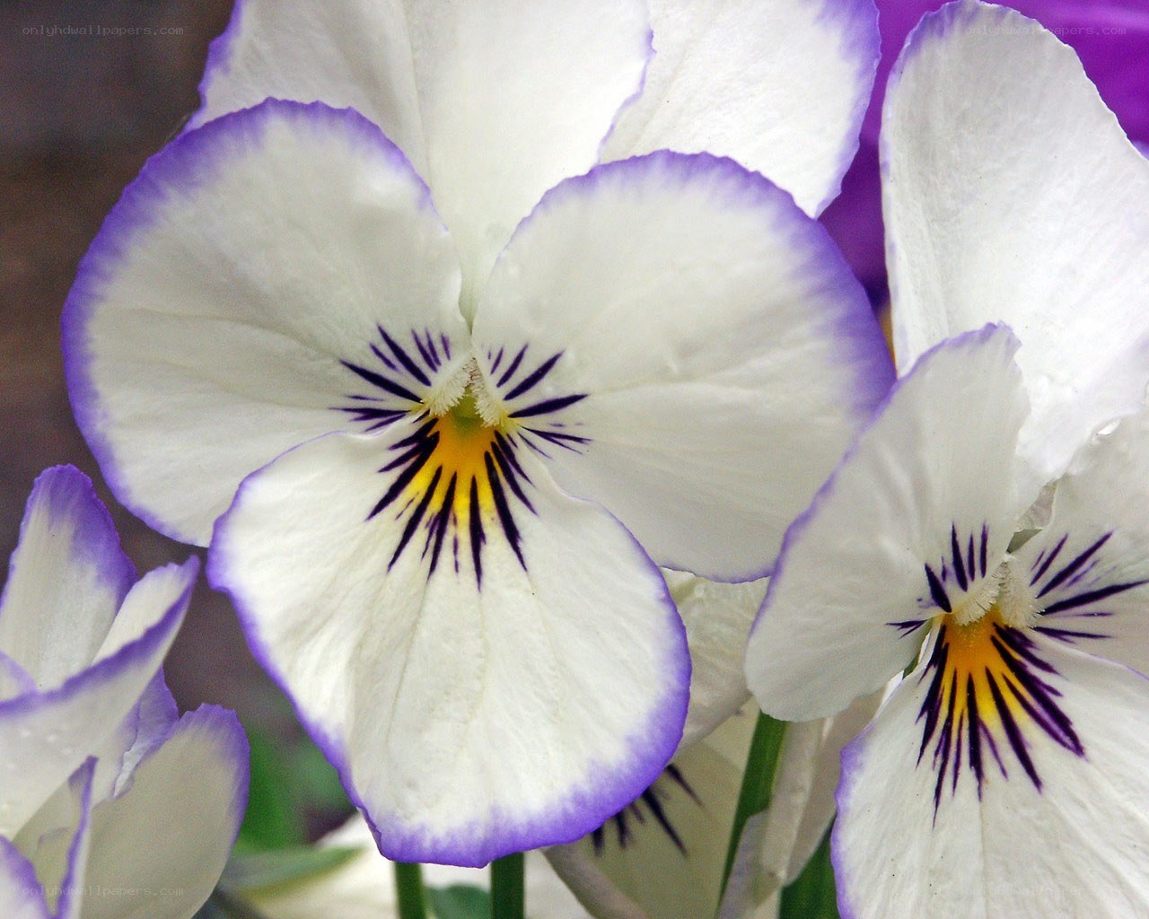 White and purple pansies