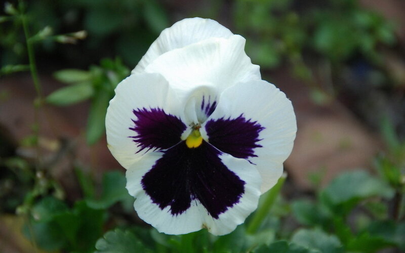 White and Purple Pansy — Calm, Photograph