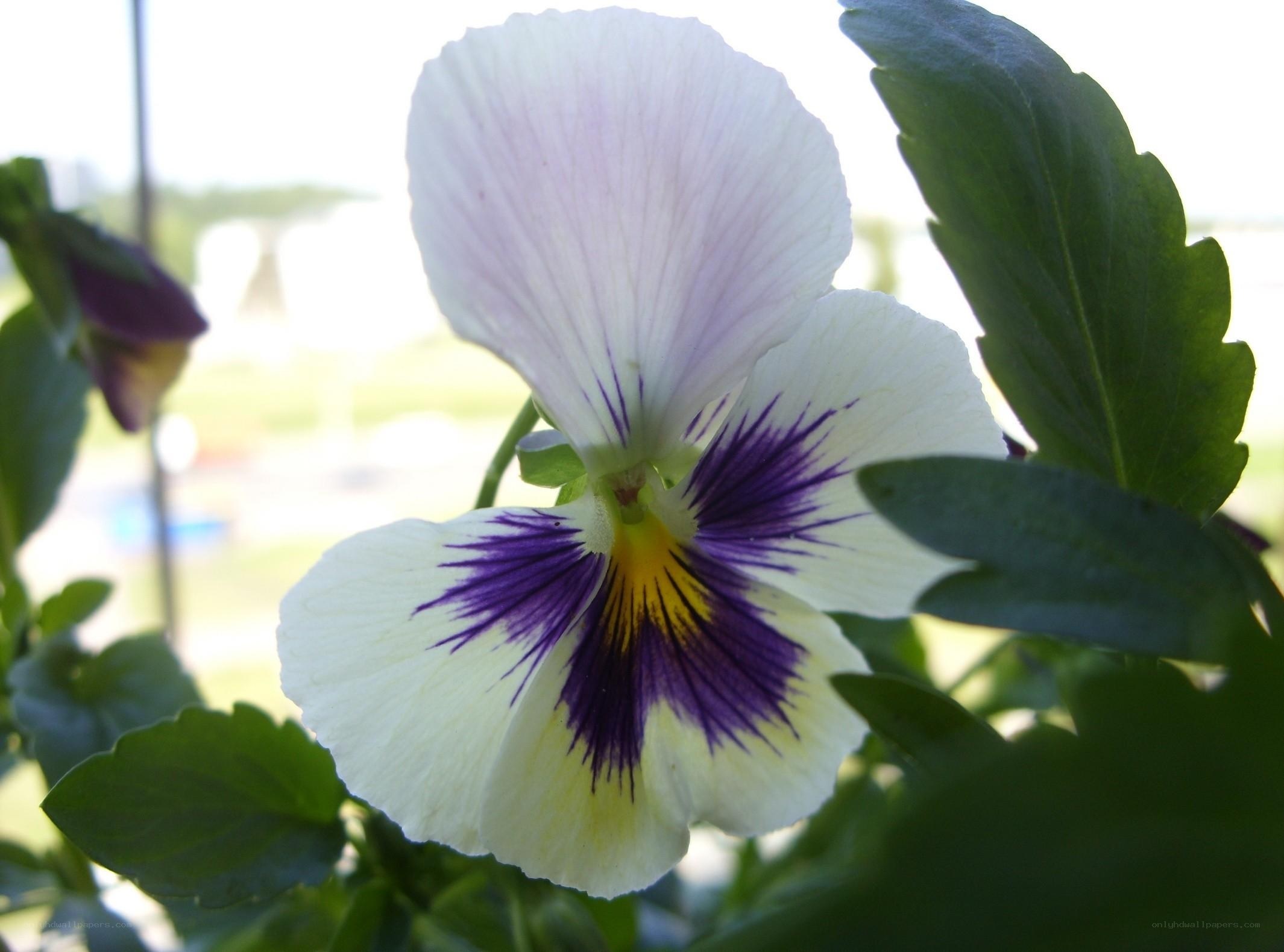 white and purple pansy flower