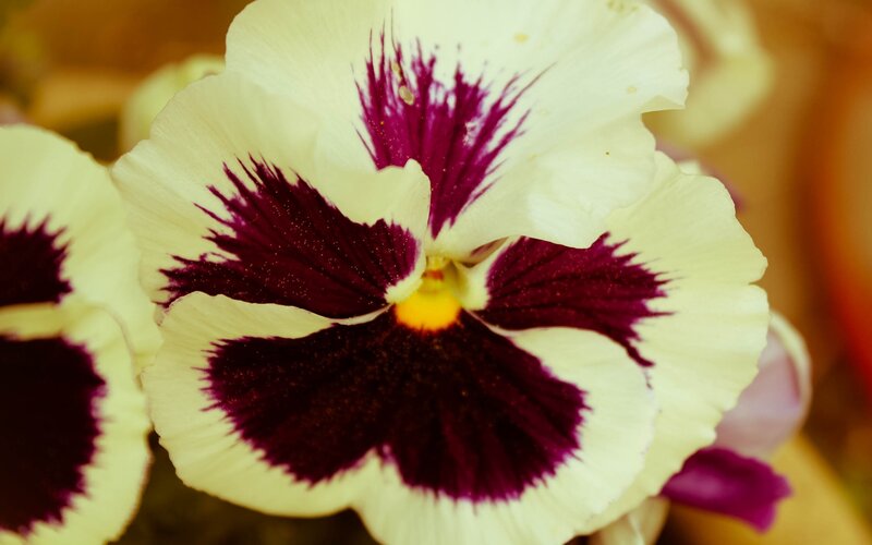 White and Purple Pansy