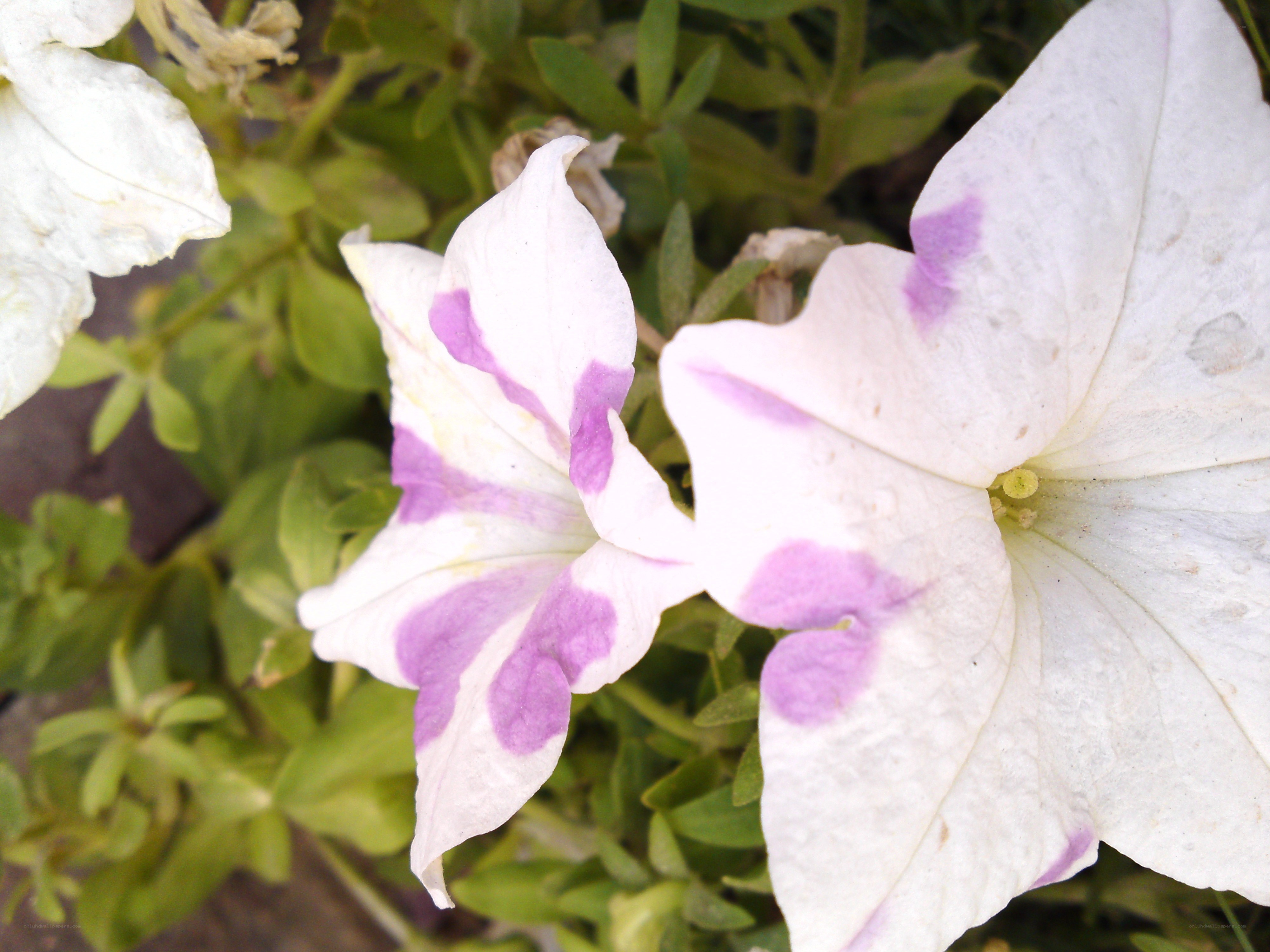 white and purple petunia flowers