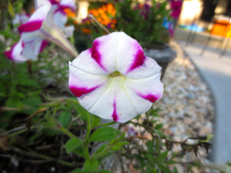 White and Purple Petunia