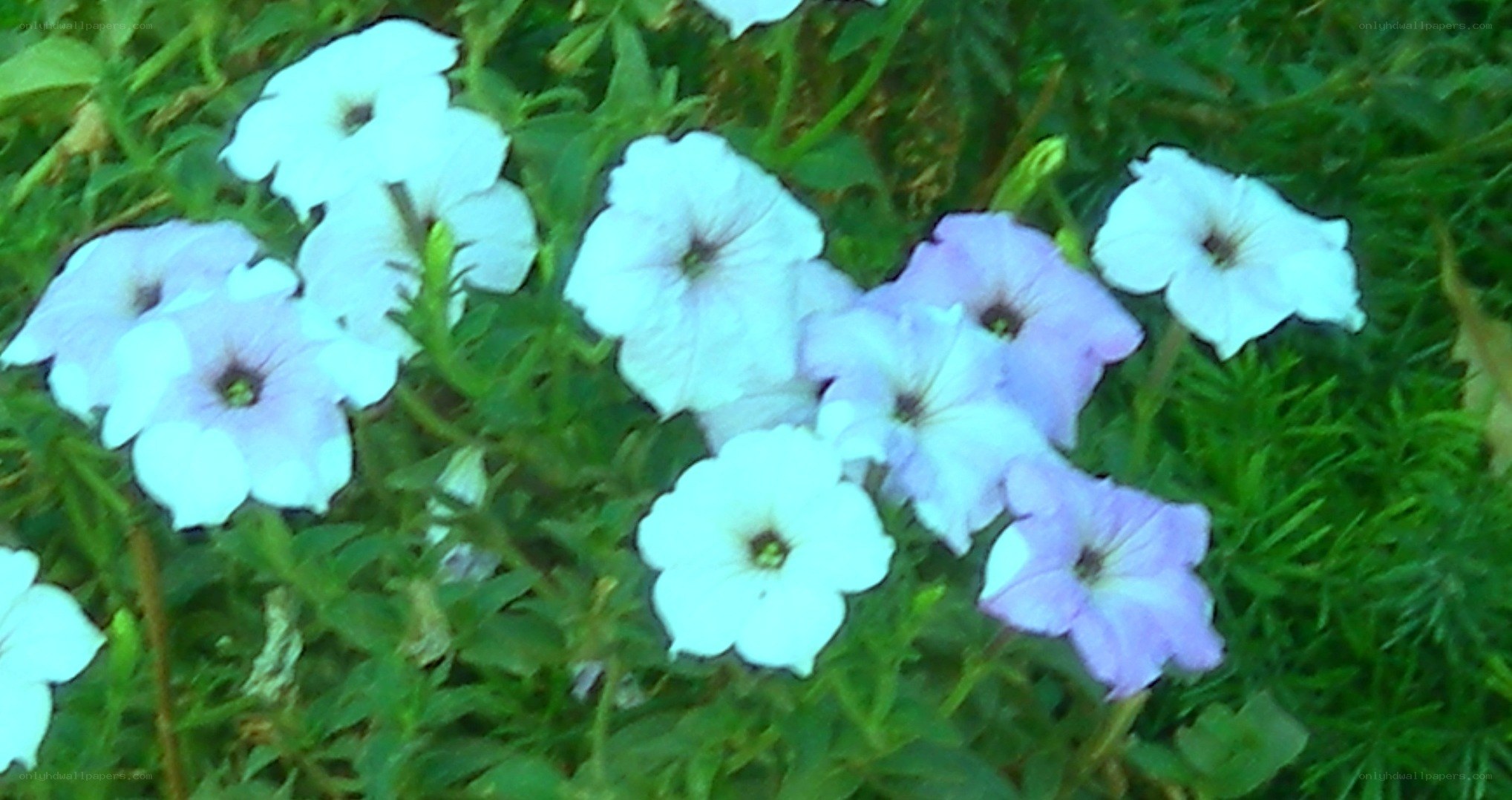 white and purple petunias