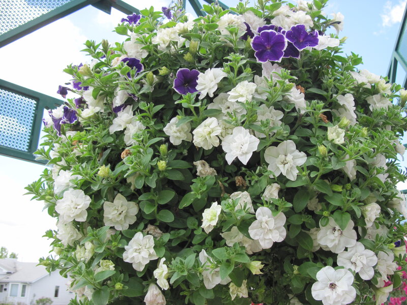 White and Purple Petunias — Calm