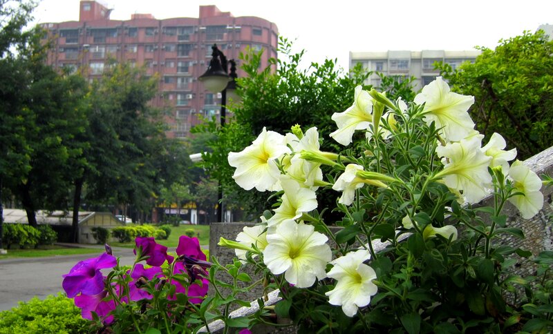White and Purple Petunias — Green
