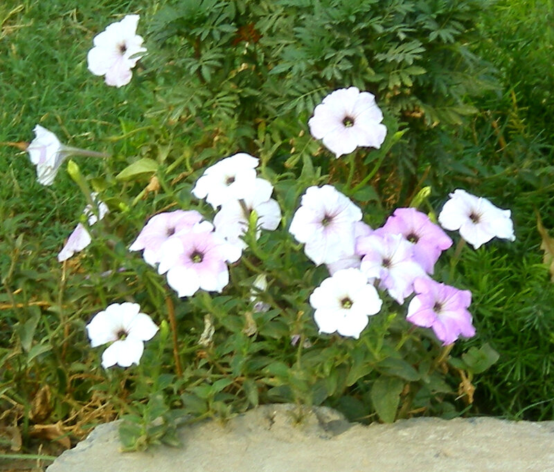 white and purple petunias in garden