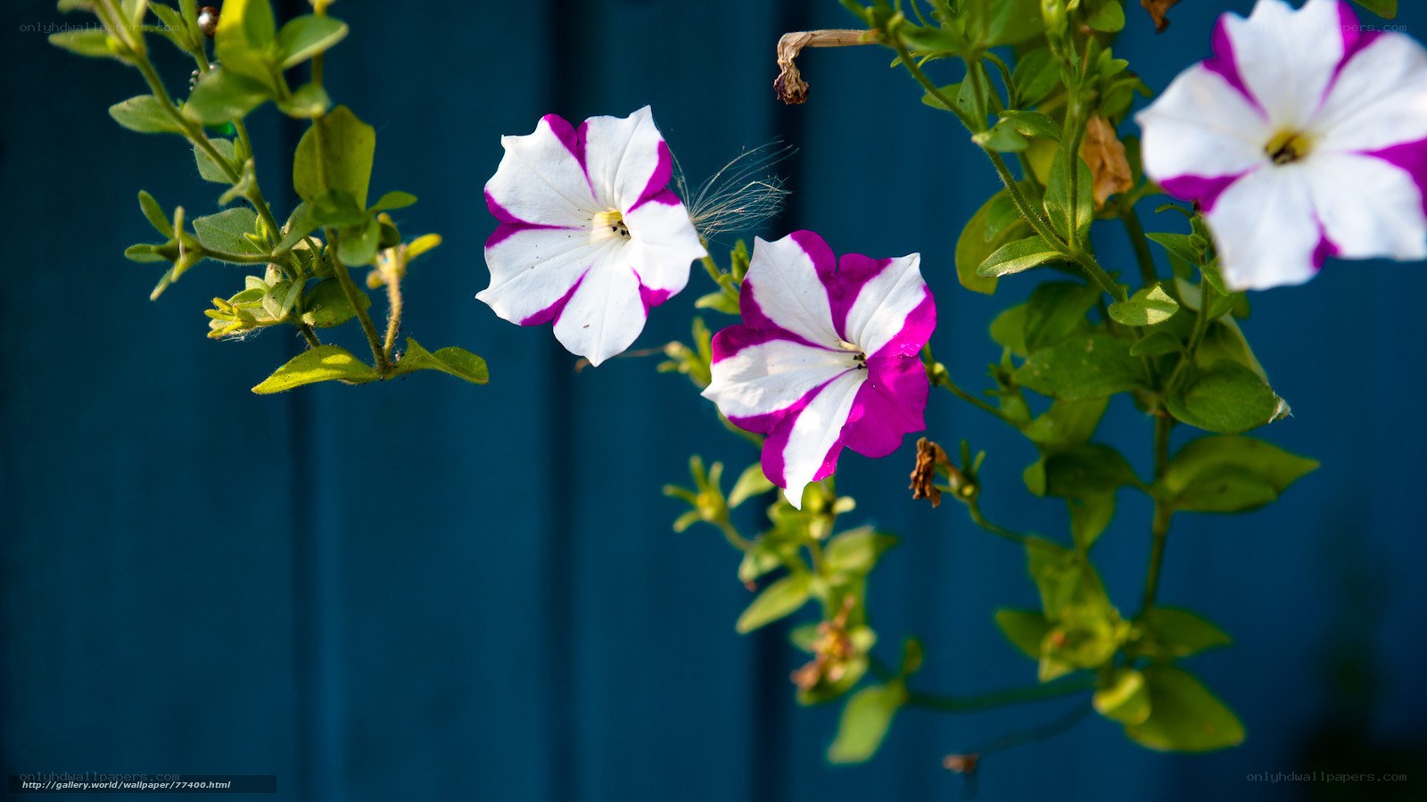 White and purple petunias